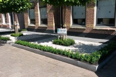 buxus