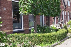 lindes-zomer-snoei-na