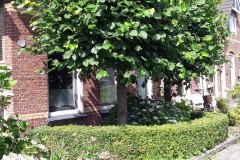 lindes-zomer-snoei-voor