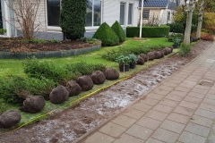 planten-taxus-heg-renovatie-tuin-1