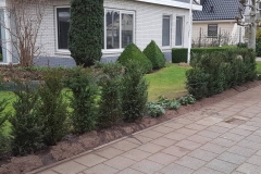 planten-taxus-heg-renovatie-tuin-2