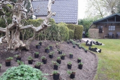 renovatie-border-helmhout