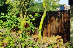 bamboe-schutting-2