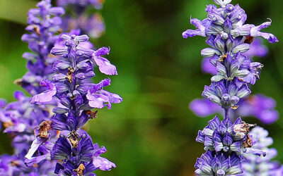 Kleur in de tuin