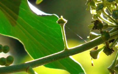 Schuilplaats voor vogels